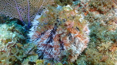 Tripneustes ventricosus