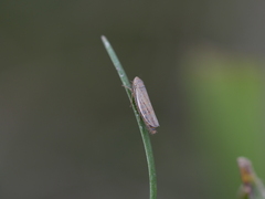 Psammotettix alienus