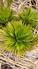 Aciphylla congesta