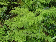 Pteridium aquilinum capense