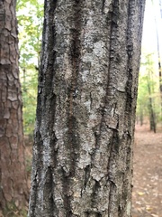Quercus montana