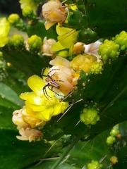 Alpaida grayi