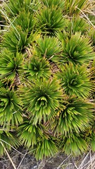 Aciphylla congesta