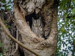 Megascops asio mccallii