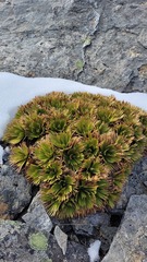 Aciphylla congesta