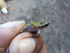 Eleutherodactylus pipilans