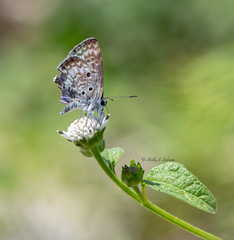 Cyclargus thomasi bethunebakeri