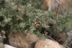 Indigofera sessilifolia