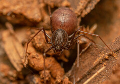 Scytodes elizabethae