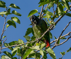 Pionus maximiliani