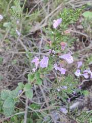 Clinopodium