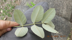 Lannea discolor