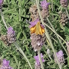 Hylephila phyleus phyleus