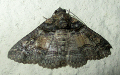 Pericyma