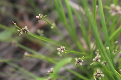 Isolepis sepulcralis