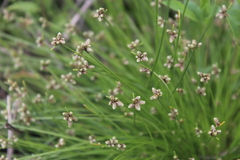 Isolepis sepulcralis