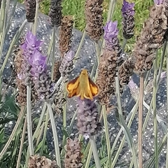 Hylephila phyleus phyleus