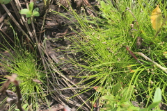 Isolepis sepulcralis