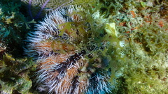 Tripneustes ventricosus