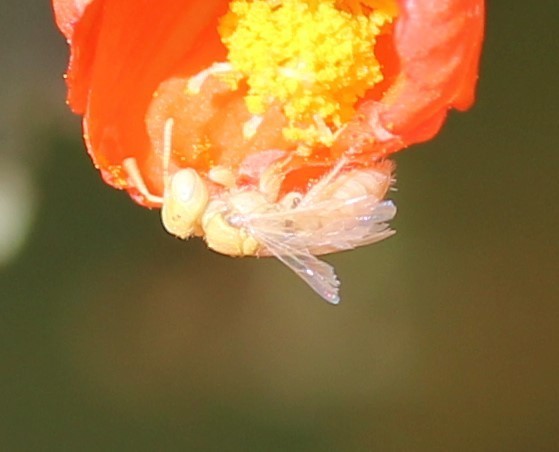 Perdita xanthochroa