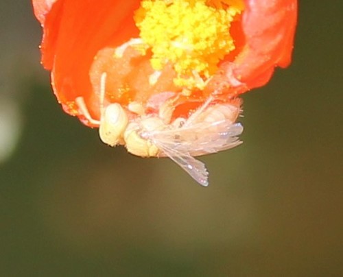 Perdita xanthochroa