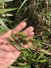 Carex fascicularis