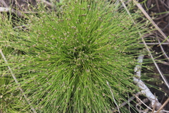 Isolepis sepulcralis
