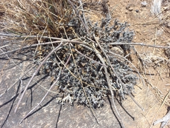 Euphorbia schinzii