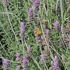 Hylephila phyleus phyleus