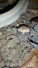 Pararaneus cyrtoscapus