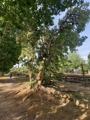 Phytolacca dioica