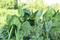 Montrichardia