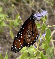 Danaus eresimus