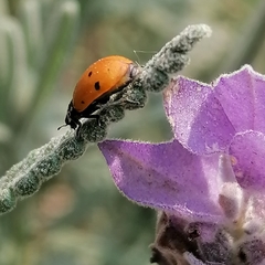 Hippodamia convergens