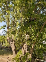Phytolacca dioica