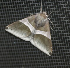 Dysgonia constricta