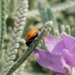 Hippodamia convergens