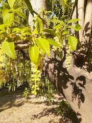 Phytolacca dioica