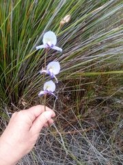 Disa purpurascens