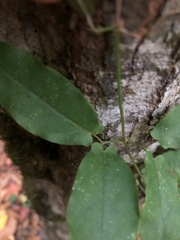 Bignonia capreolata