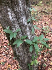 Bignonia capreolata