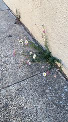 Erigeron karvinskianus