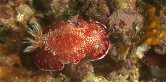 Goniobranchus