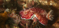 Goniobranchus