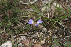 Blepharis procumbens