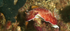Goniobranchus