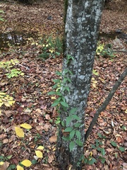 Bignonia capreolata