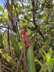 Aechmea aquilega