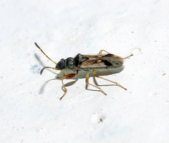 Pseudopachybrachius