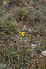 Osteospermum imbricatum